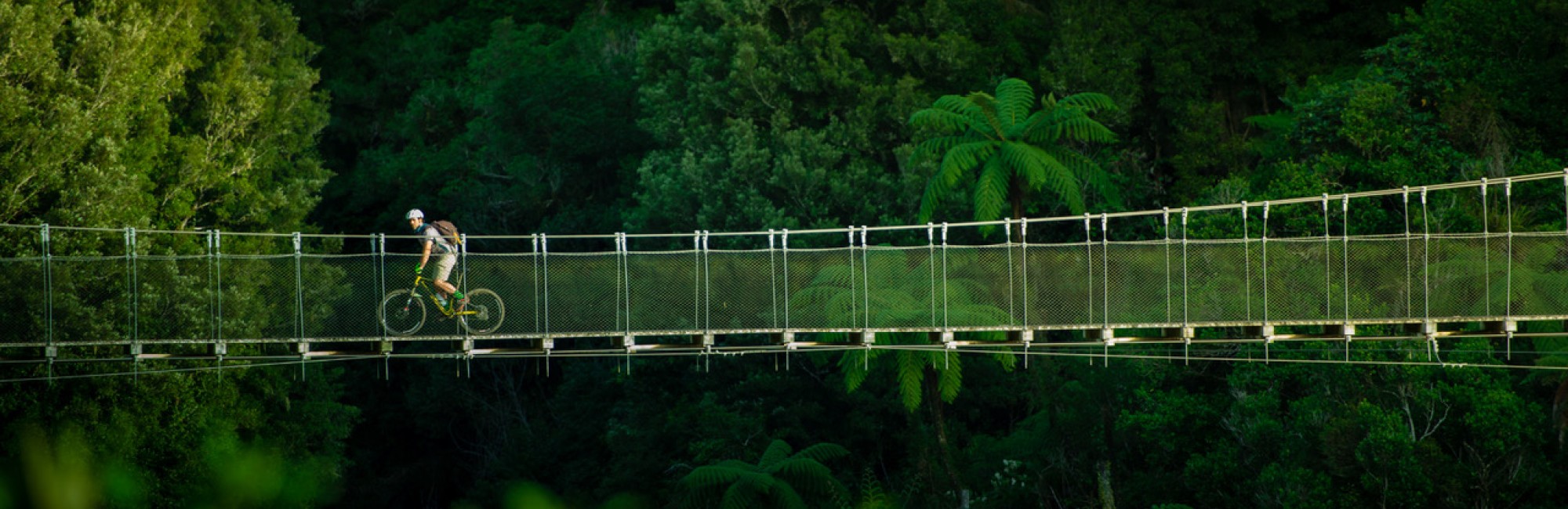 Timber Trail Mangatukutuku Bridge credit StudioZag.com
