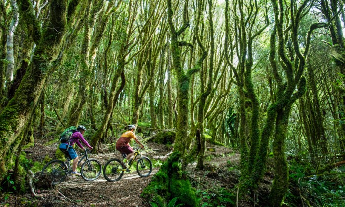 Timber Trail forest hero shot credit StudioZag.com